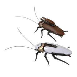 Guangdong Roach