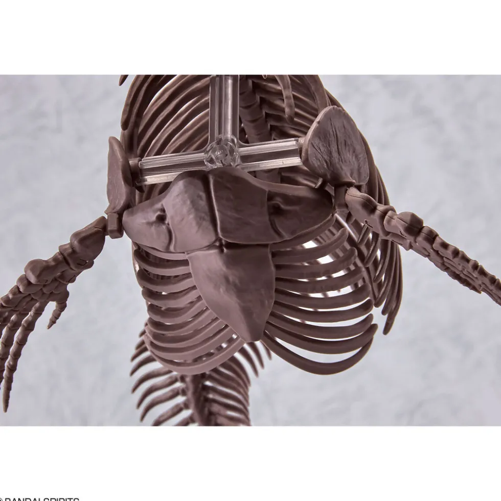 1/32 Imaginary Skeleton Mosasaurus