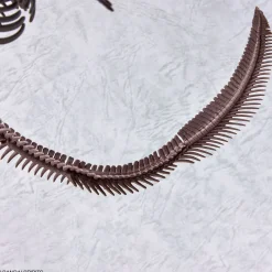 1/32 Imaginary Skeleton Mosasaurus