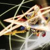 SDBB Shin Gouka Ryuusou Ryuubi Gundam